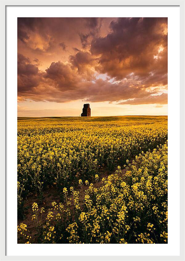 Canola Field At Golden Hour