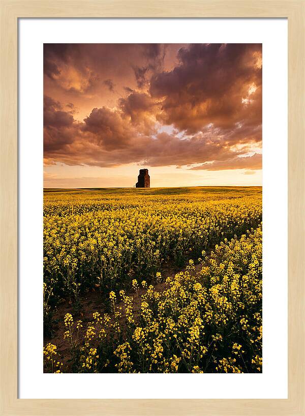 Canola Field At Golden Hour
