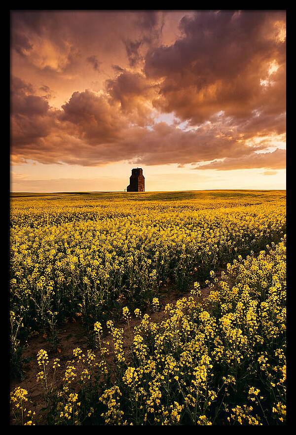 Canola Field At Golden Hour