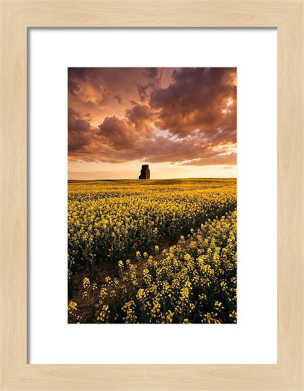 Canola Field At Golden Hour