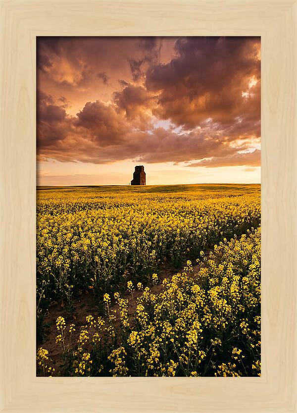 Canola Field At Golden Hour