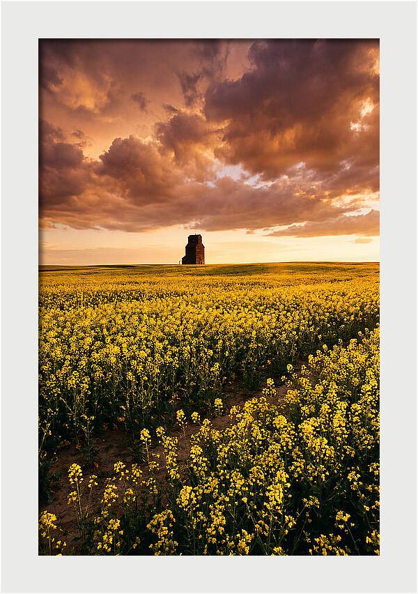 Canola Field At Golden Hour