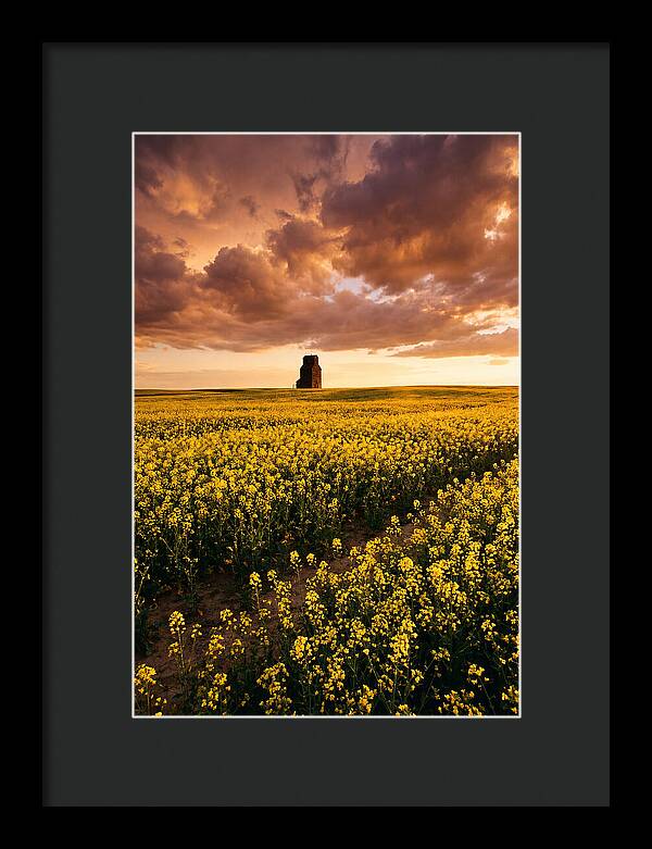 Canola Field At Golden Hour