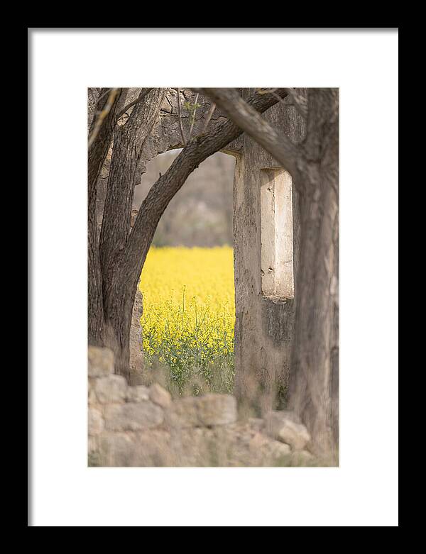 Canola Field In Brilliant Yellow Bloom