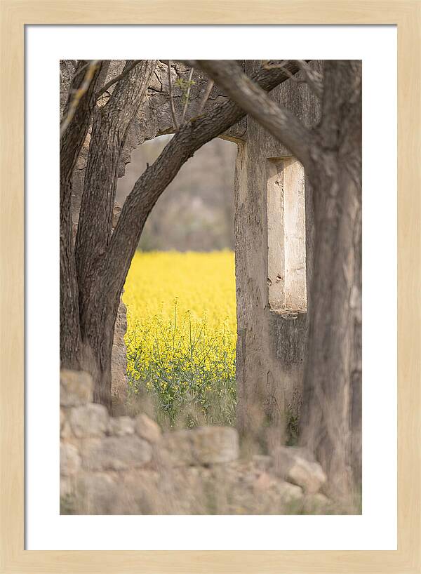 Canola Field In Brilliant Yellow Bloom