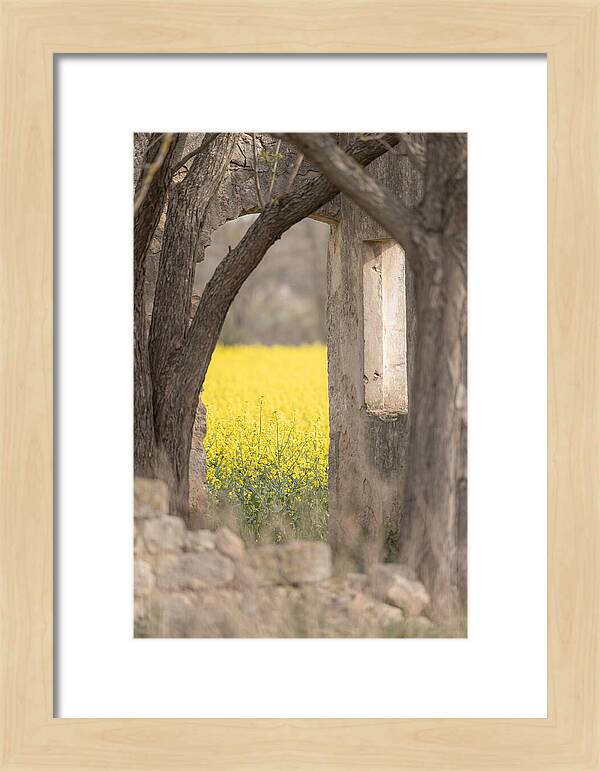 Canola Field In Brilliant Yellow Bloom