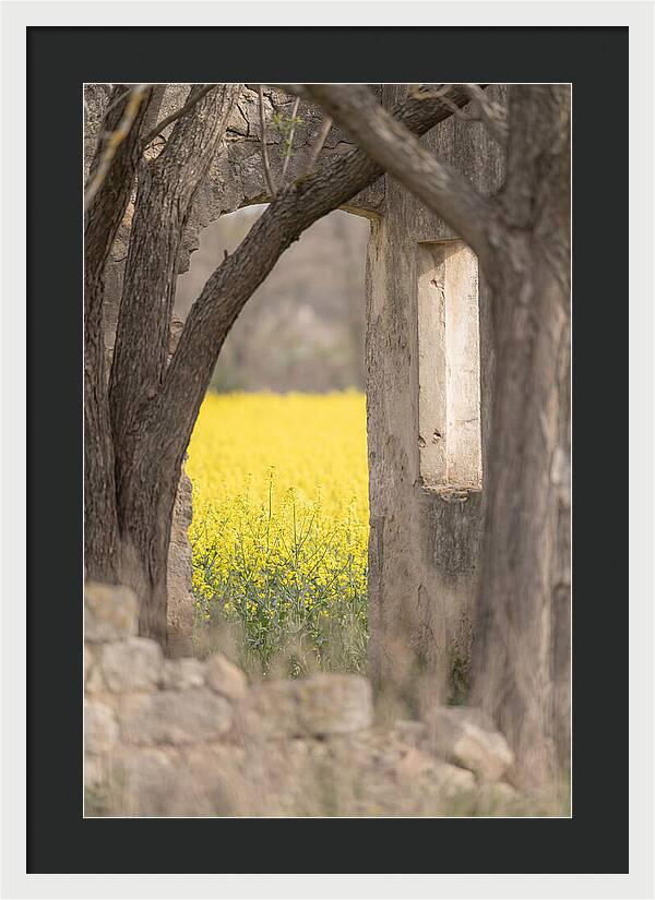 Canola Field In Brilliant Yellow Bloom