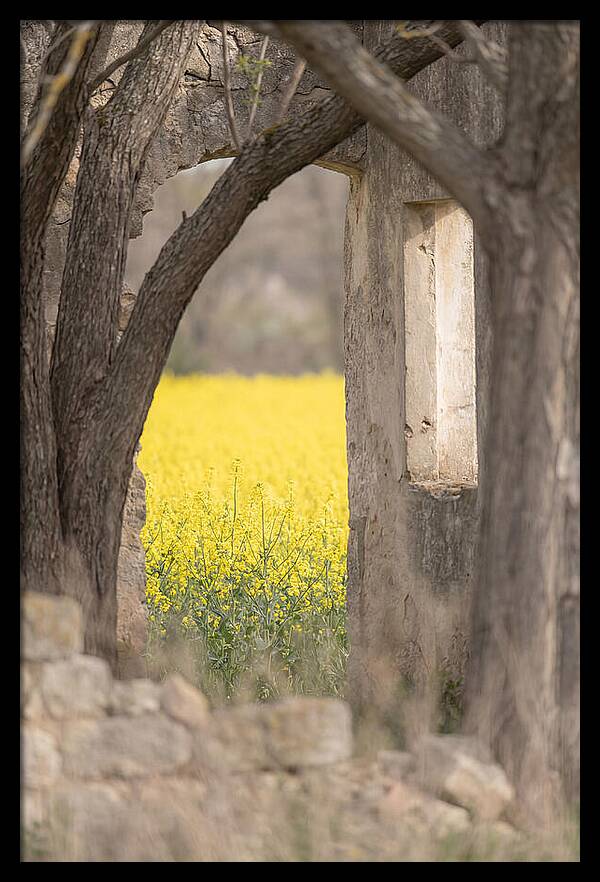 Canola Field In Brilliant Yellow Bloom