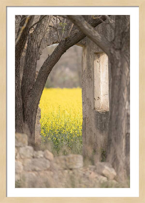 Canola Field In Brilliant Yellow Bloom