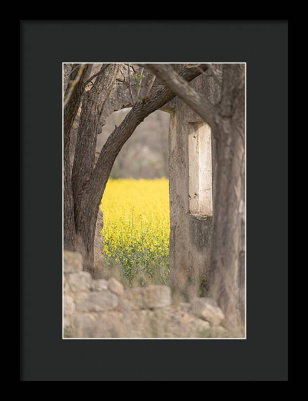 Canola Field In Brilliant Yellow Bloom