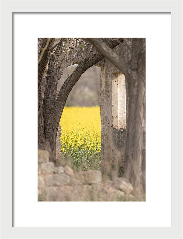 Canola Field In Brilliant Yellow Bloom