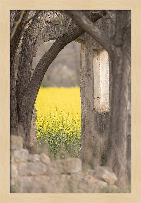 Canola Field In Brilliant Yellow Bloom
