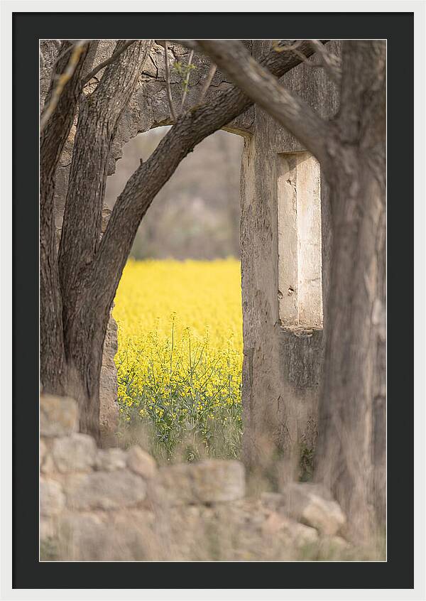Canola Field In Brilliant Yellow Bloom