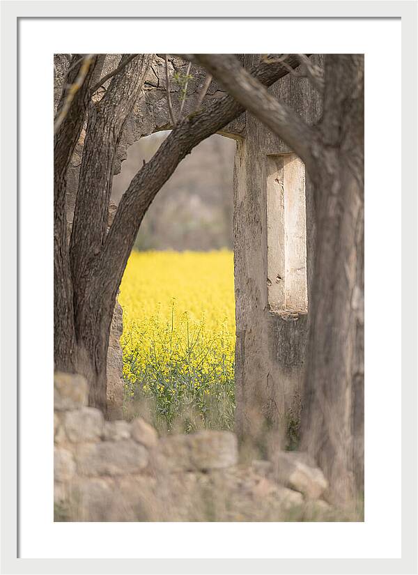 Canola Field In Brilliant Yellow Bloom