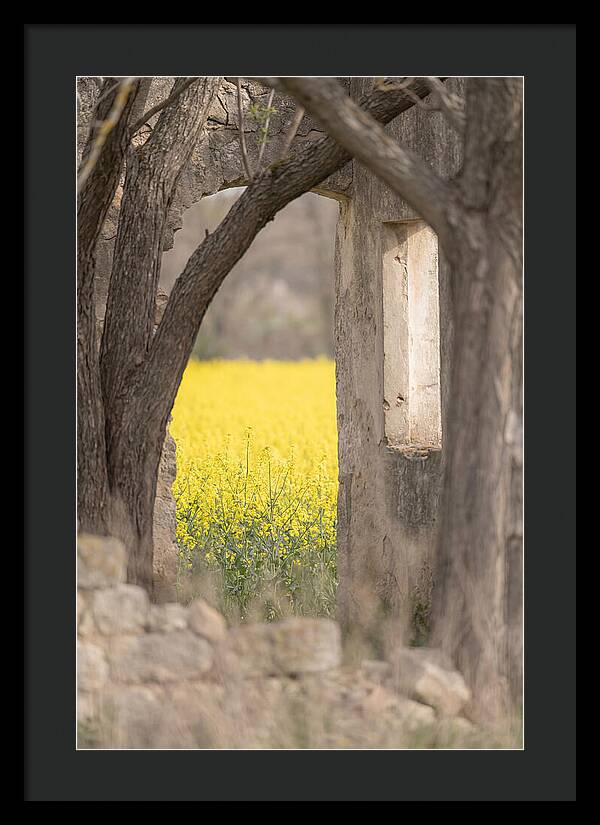 Canola Field In Brilliant Yellow Bloom