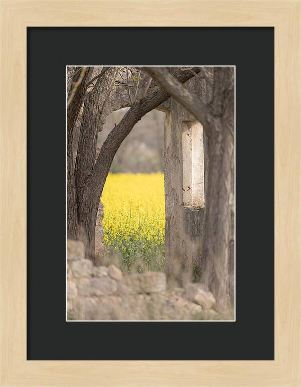 Canola Field In Brilliant Yellow Bloom