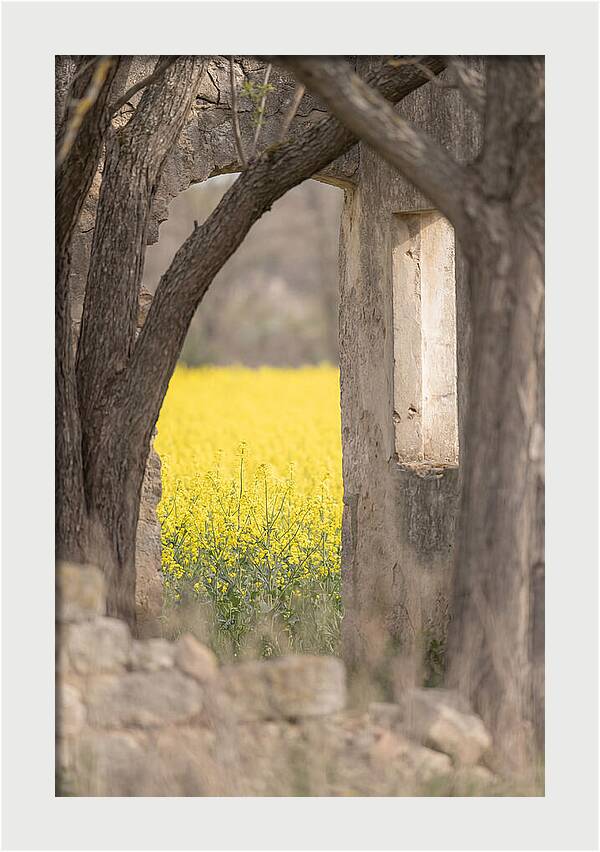 Canola Field In Brilliant Yellow Bloom