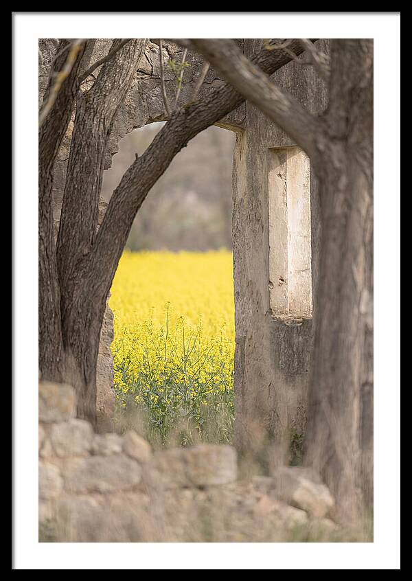 Canola Field In Brilliant Yellow Bloom