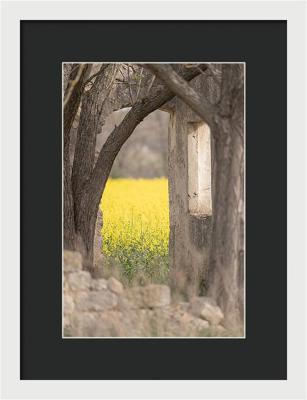 Canola Field In Brilliant Yellow Bloom