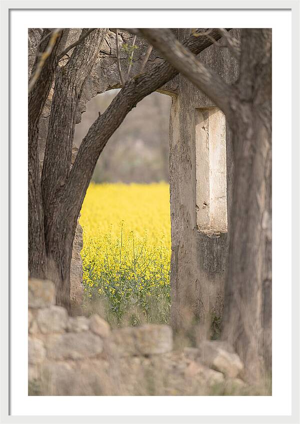 Canola Field In Brilliant Yellow Bloom