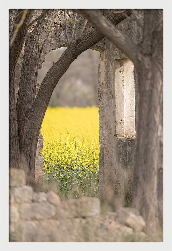 Canola Field In Brilliant Yellow Bloom