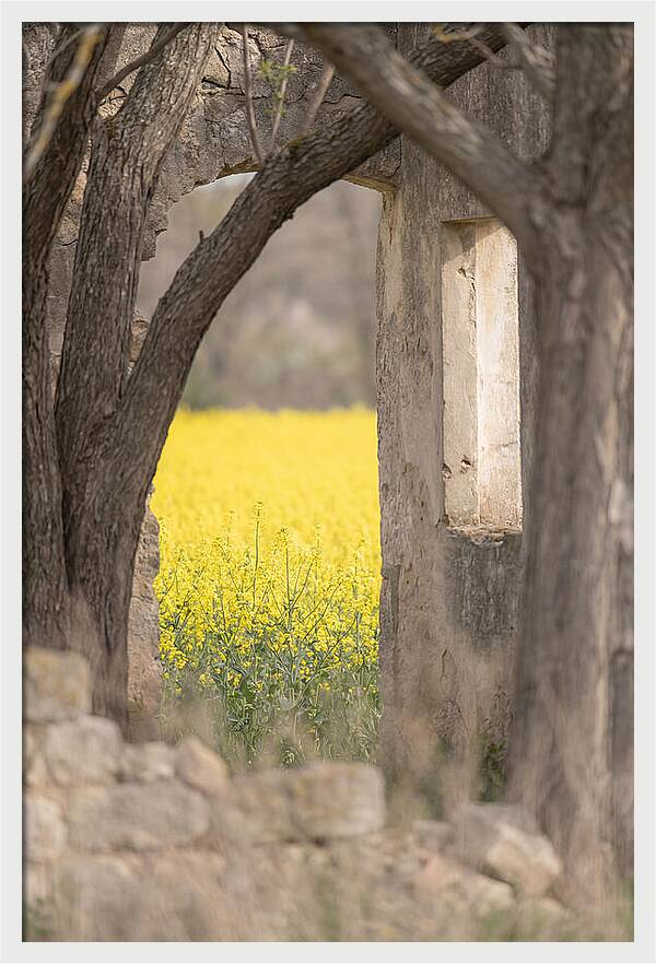 Canola Field In Brilliant Yellow Bloom