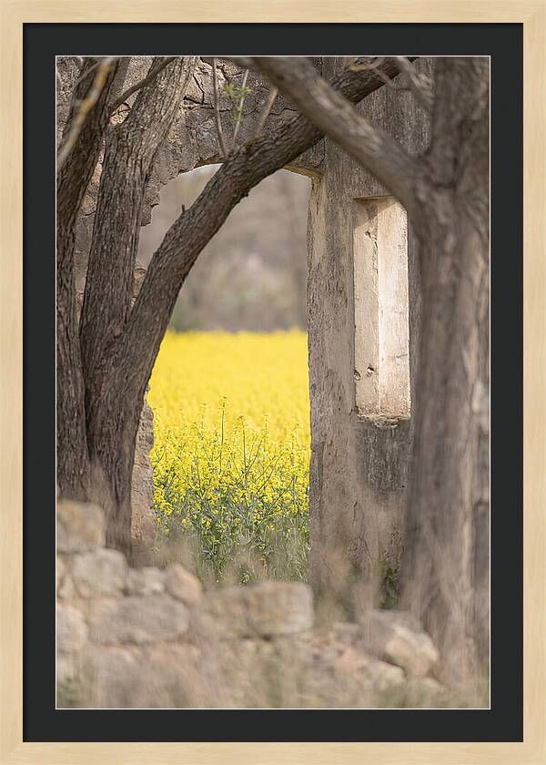 Canola Field In Brilliant Yellow Bloom