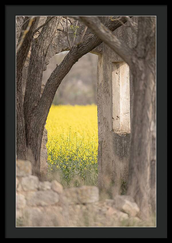 Canola Field In Brilliant Yellow Bloom