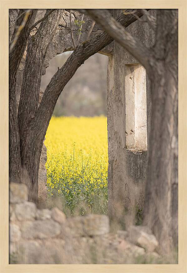 Canola Field In Brilliant Yellow Bloom