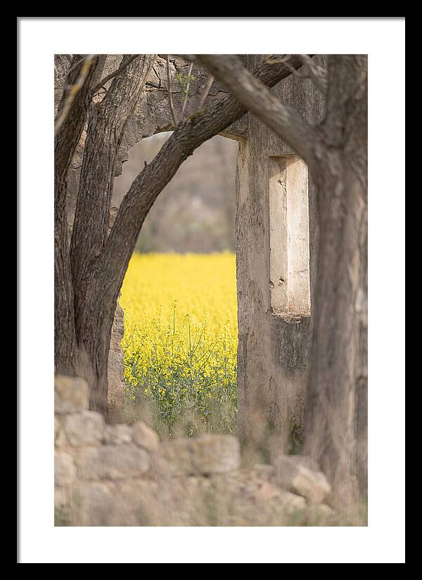 Canola Field In Brilliant Yellow Bloom