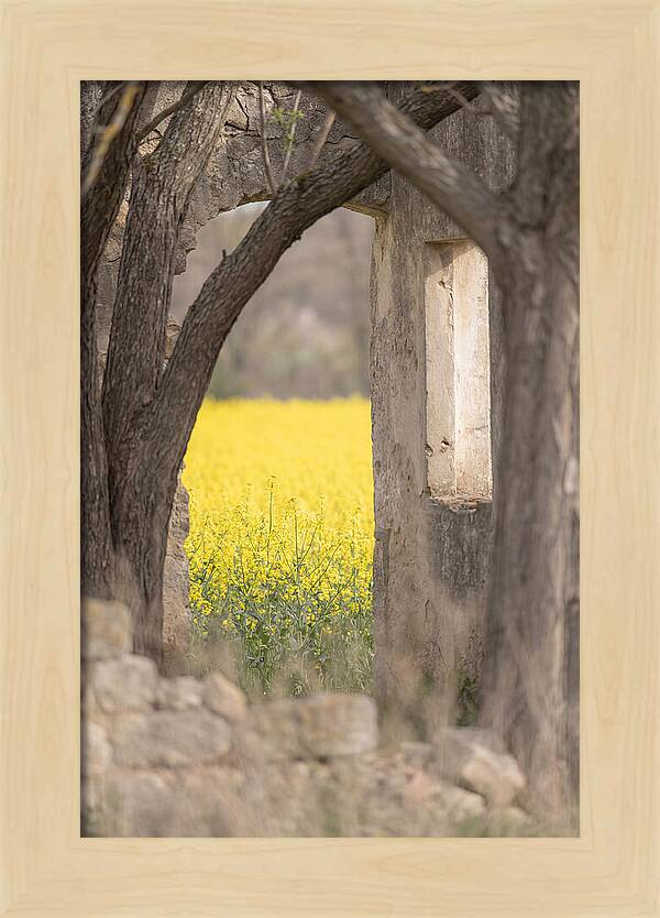 Canola Field In Brilliant Yellow Bloom