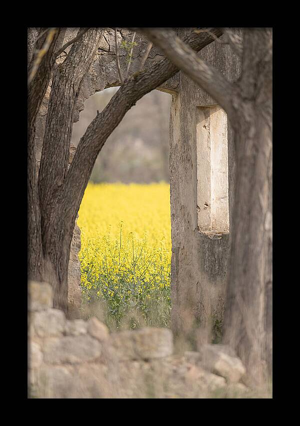 Canola Field In Brilliant Yellow Bloom