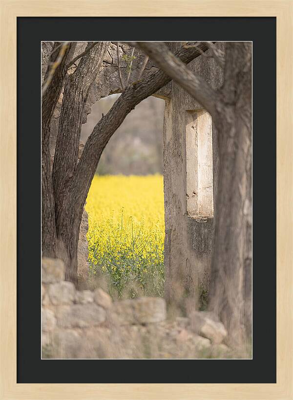 Canola Field In Brilliant Yellow Bloom