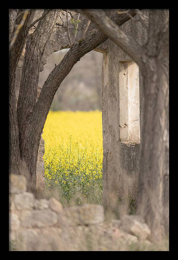 Canola Field In Brilliant Yellow Bloom