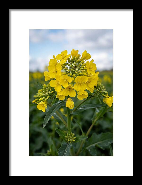 Canola Fields In Bloom