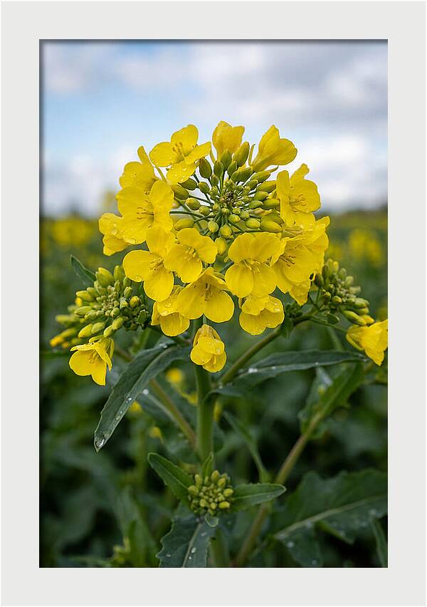 Canola Fields In Bloom