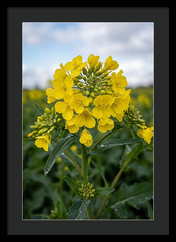Canola Fields In Bloom
