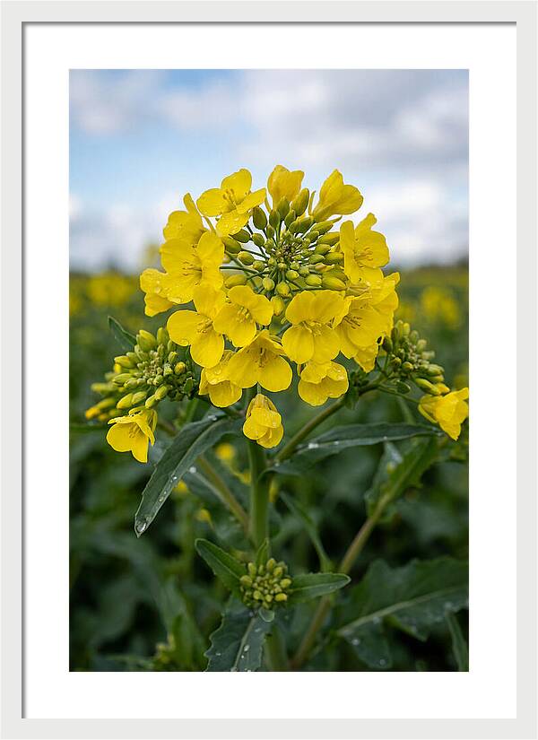 Canola Fields In Bloom
