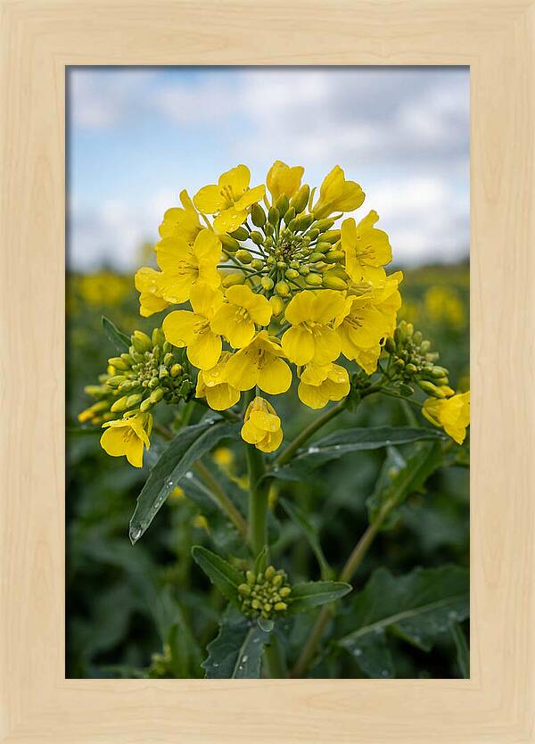 Canola Fields In Bloom