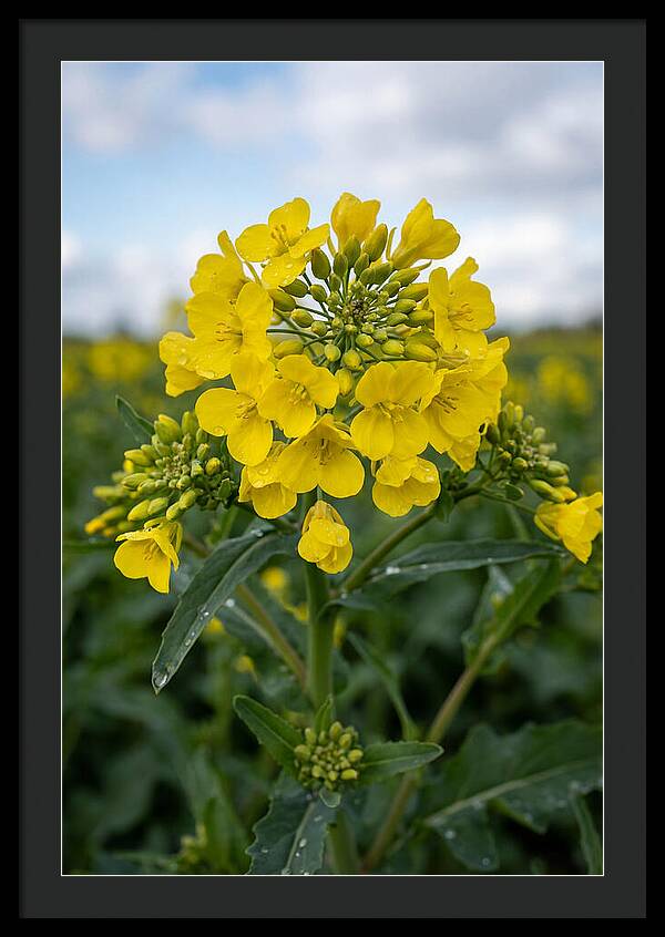 Canola Fields In Bloom