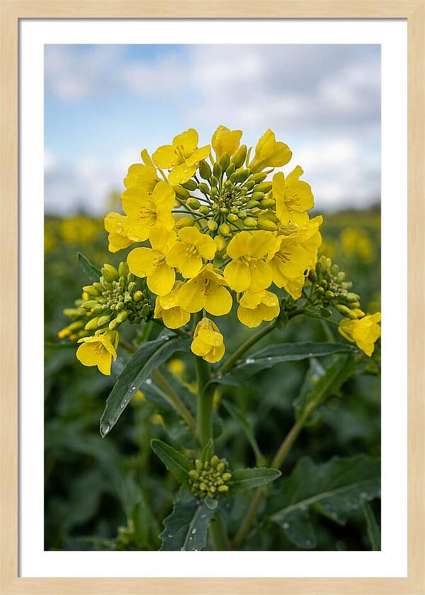 Canola Fields In Bloom