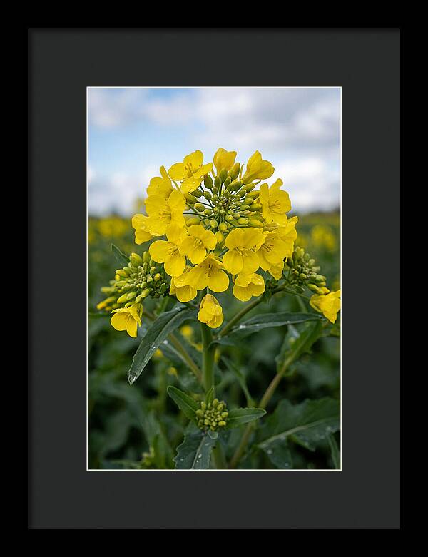 Canola Fields In Bloom