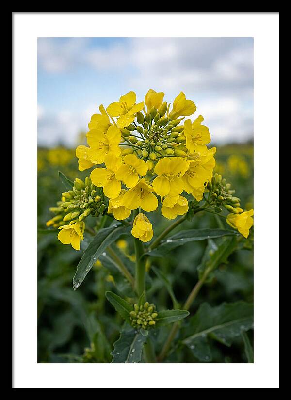 Canola Fields In Bloom