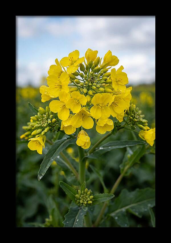 Canola Fields In Bloom