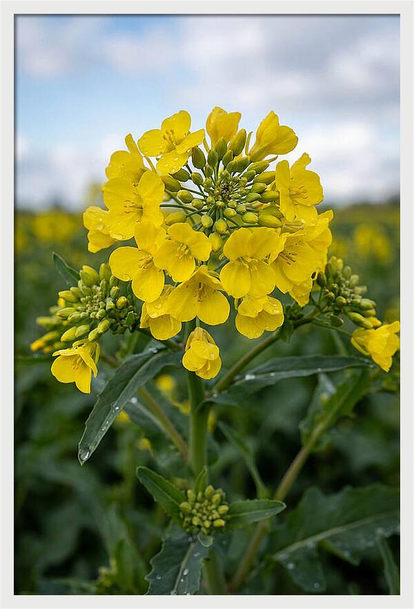 Canola Fields In Bloom