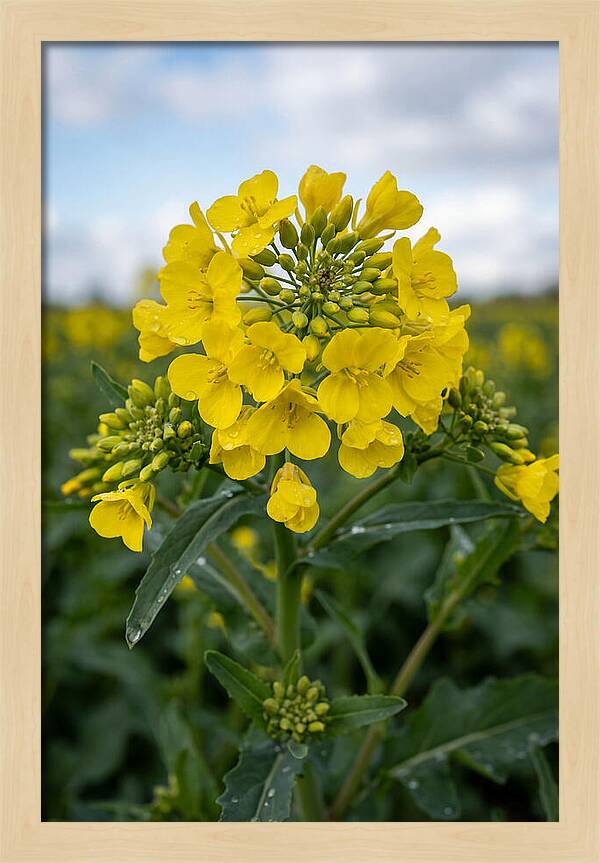 Canola Fields In Bloom