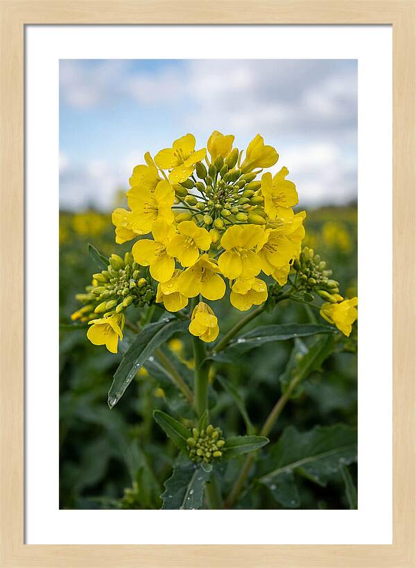 Canola Fields In Bloom