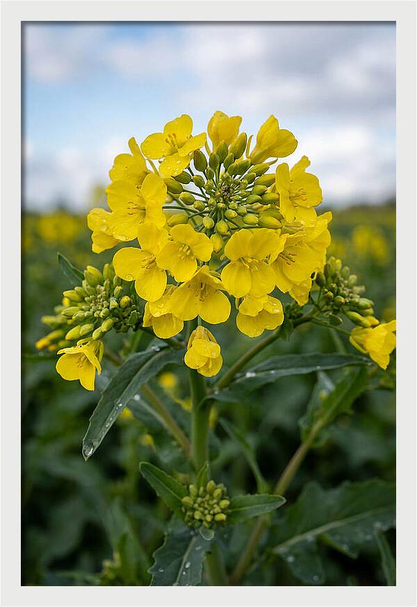 Canola Fields In Bloom