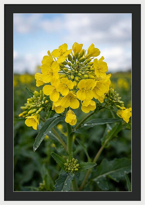 Canola Fields In Bloom