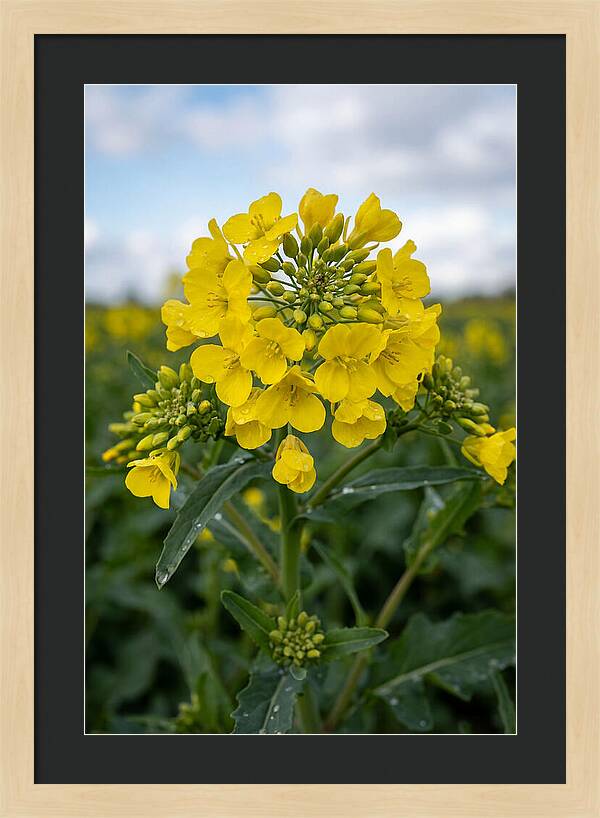 Canola Fields In Bloom